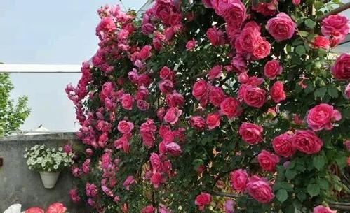 藤本|不容错过的6种藤本月季,养两年爬满墙,长势旺开花美,真过瘾