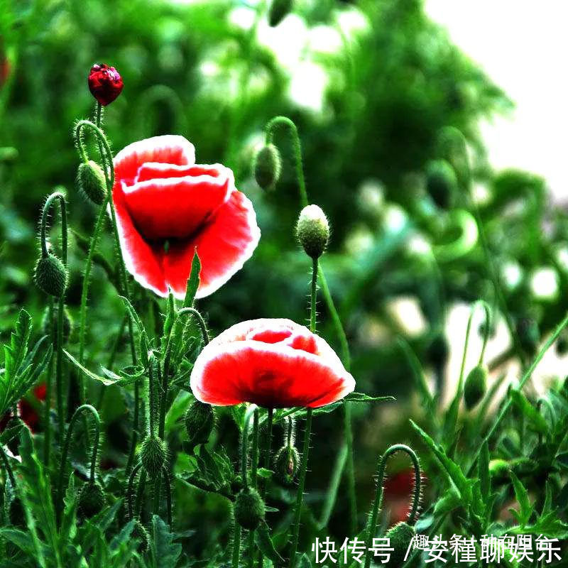 硫化氢|“舞草”虞美人,当微风拂过阳台,它如同飞舞的彩蝶栩栩如生!