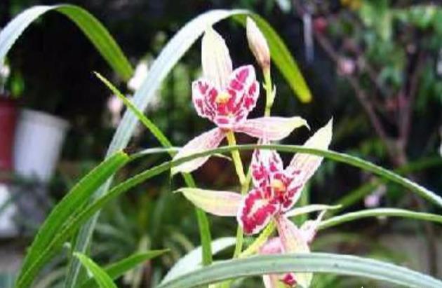 兰花遭遇肥害,新手不要怕,只需动个“小手术”,救治很简单