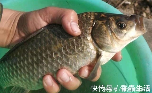 小鱼闹窝并不是坏事,明白这几点,再也不怕小鱼闹!