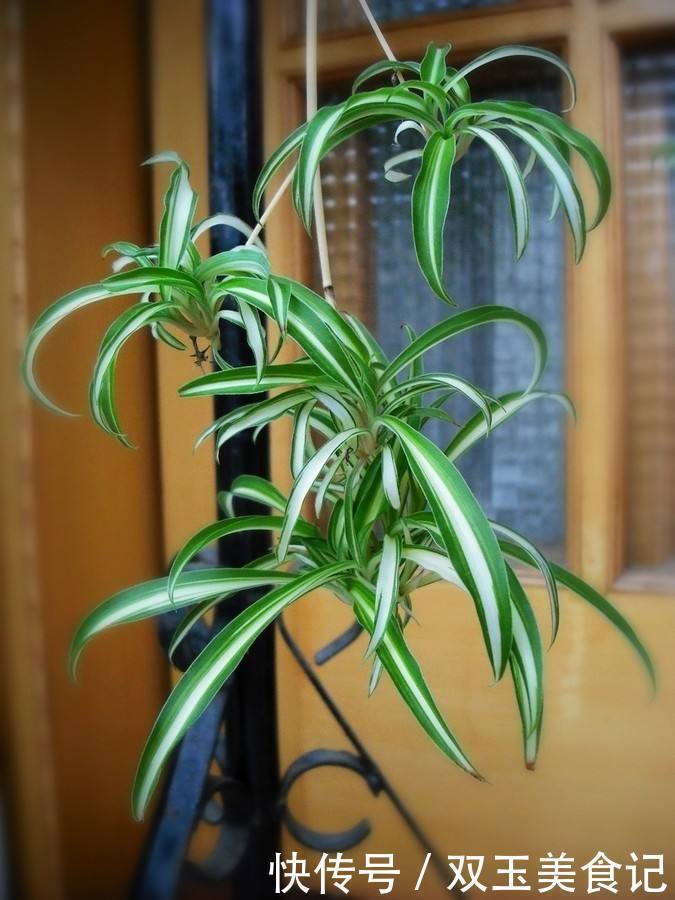 口红|这些花不用太多光，放在家里的阴处养，开花大朵真漂亮