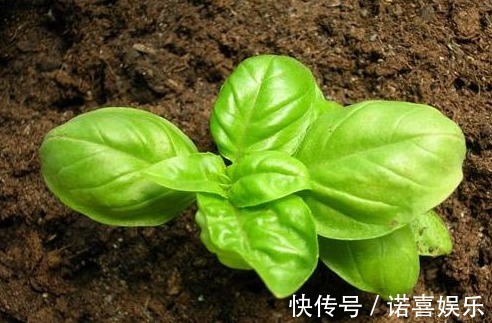 农村|农村以下几种野菜,能清热降火、明目利尿、抗衰老,早知早受益