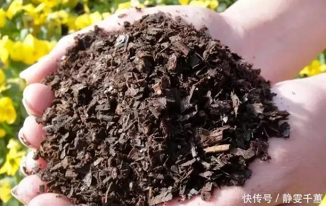  不用|一招教你把旧土变新土，再也不用花钱买营养土种花了
