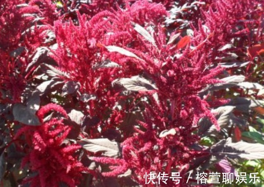 降脂|农村这种稀罕野草,是一种药材,具有降糖、降脂、降血压效果