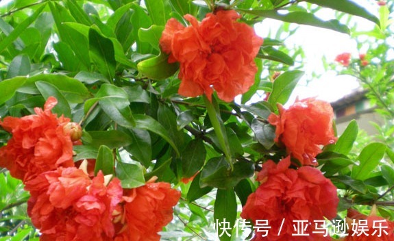 牡丹花|家养“吉祥花”,比石榴花好看,比牡丹富贵,沾土就活,开花千朵