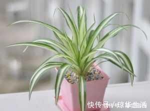 塑料瓶|吊兰长得“太稀、太细”了,给吊兰来上几刀、补点肥,叶子油亮长