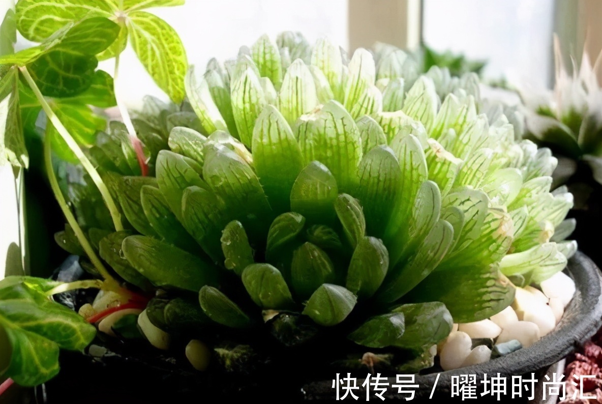 漂亮的多肉玉露是怎么养出来的?春天把握住这几点,叶片晶莹剔透