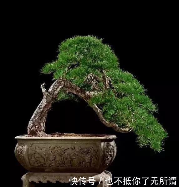 龟甲牡丹|世界上最名贵的花，一盆就是一座房子！