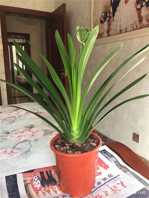 君子兰：叶大“流油”，花多“压”枝，4个小技巧，搞定！