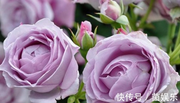 直觉|三个国外培育出来的月季,花朵颜色十分鲜艳,而且抗病性能非常强