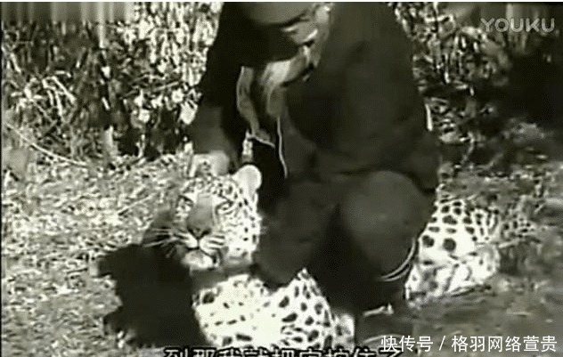 真的|武松打虎是真的吗?历史上有没有人打死过老虎?