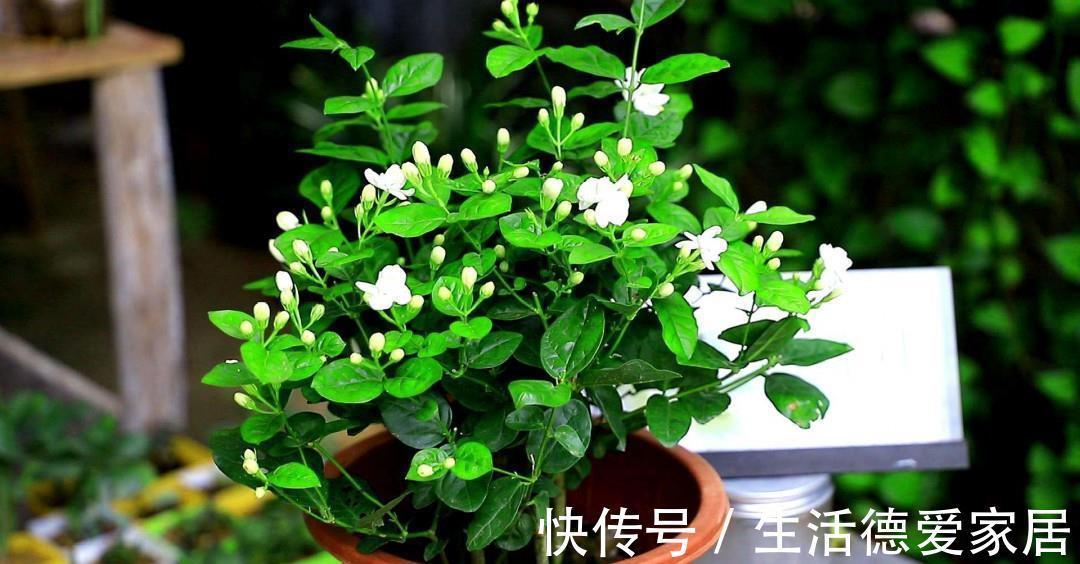 花量|养花试试这几款,放在卧室的窗户旁边,阳光照射,花量会更大