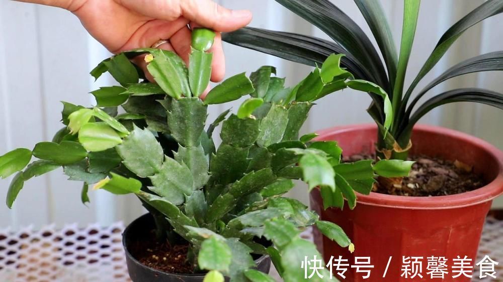 君子兰、蟹爪兰钟爱的这种水，冬天来一杯，花苞爆增