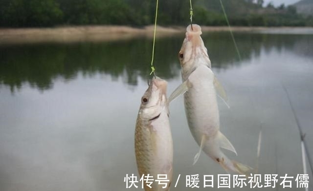 鱼口|野钓鲫鱼,别人连杆不断你却不上鱼,有可能是这三个原因导致的