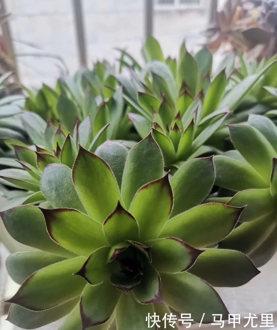 春天到了,观音莲这样养,小崽儿更多,长得更快更美