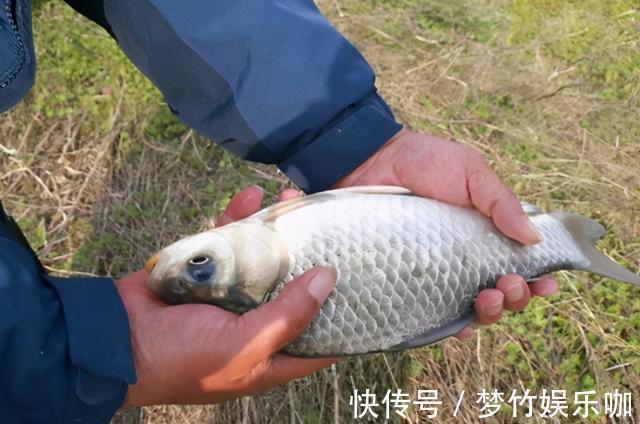 玉米糁|天一冷,老钓手就喜欢用这鲫鱼饵,难怪隔三差五就想钓,心服口服