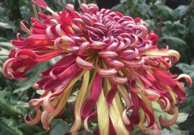 喜欢菊花，不如养盆“菊中珍品”，鲜艳夺目，多彩多姿