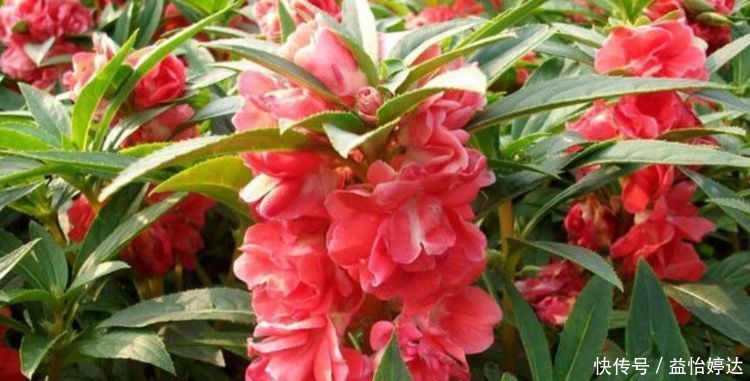 “1种花”沾土就活,比长寿花、月季都好看,尤其女生最喜欢