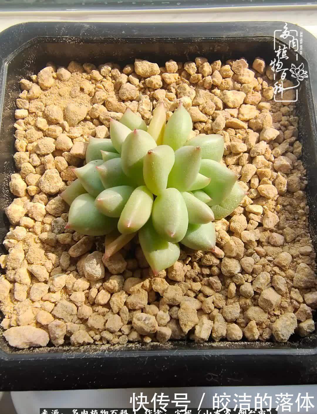 从无到有，四年坎坷多肉路，沉迷肉海难以自拔！