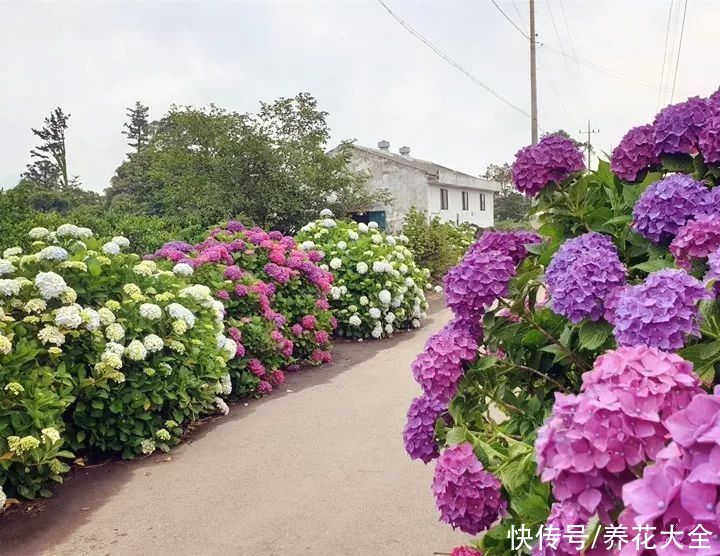 家里有院子的一定要养这4种花，庭院秒变花园，芳香四溢