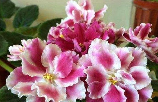 这“3种花”,叶片可不能沾水,很多人还不信,结果1盆都没养活!