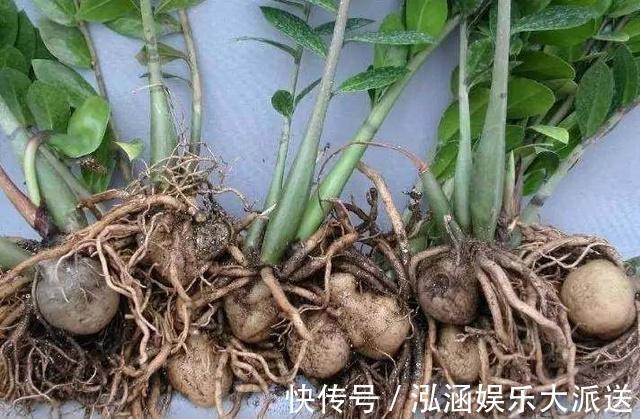 土豆根|养好金钱树，浇水“三年功”，伺候好土豆根，长满一盆“金钱叶”
