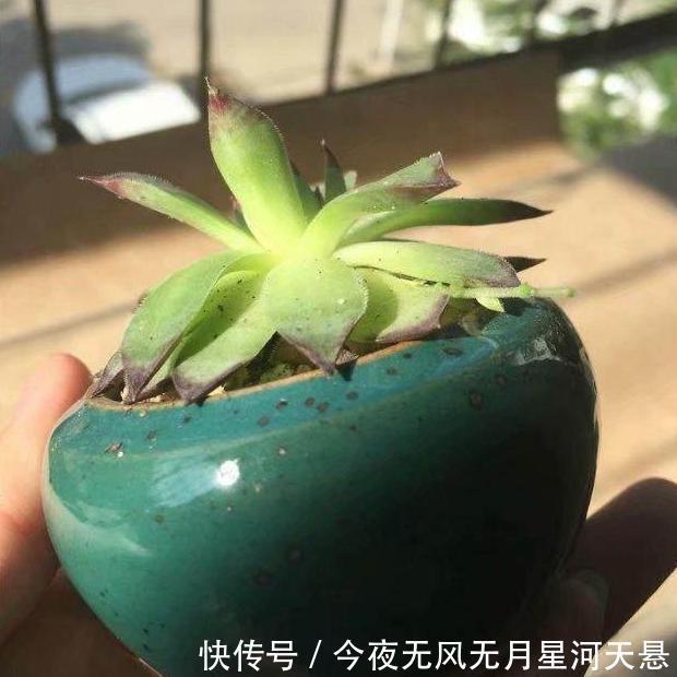叶片|买回家的多肉盆栽''穿裙子''从3方面自查,学会一对一解决