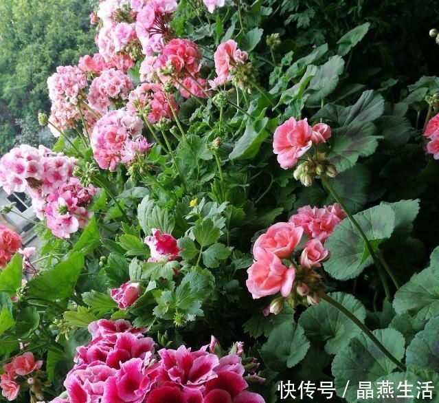 叶翠绿植株壮|7月的天竺葵,少浇肥水少晒太阳,叶翠绿植株壮,开花正艳