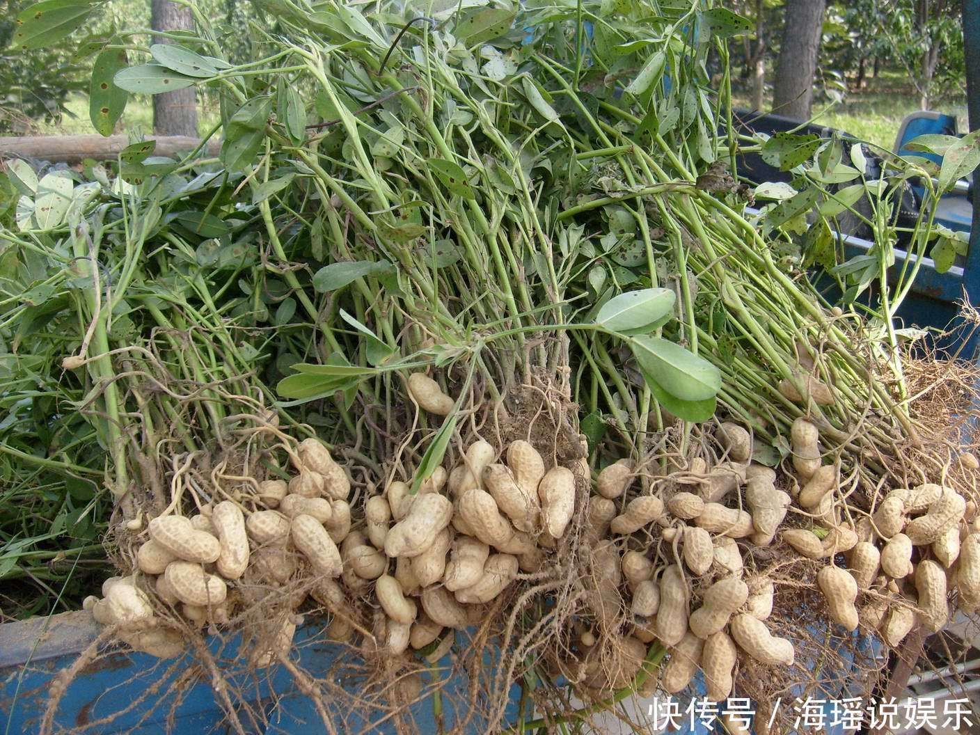 花生|每天吃点花生对身体好,但是这类人却不太适宜食用花生!