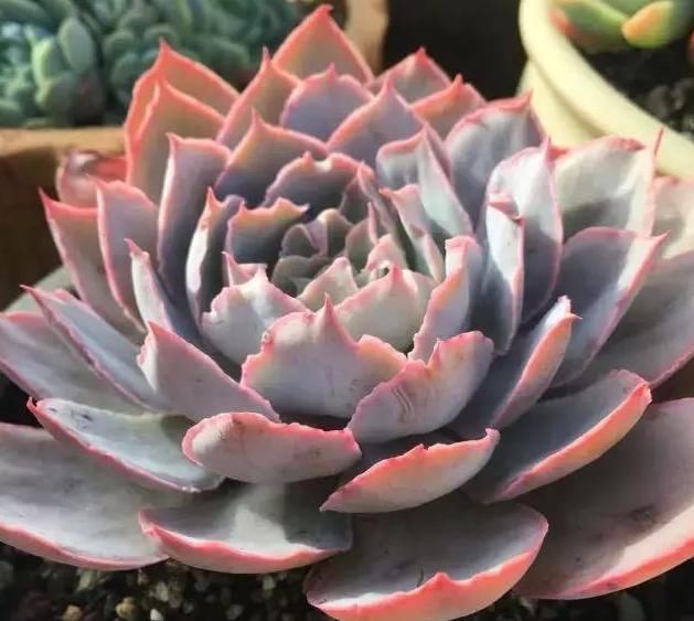  养肉|养肉人的初心：喜欢多肉的这几年，你变了吗？