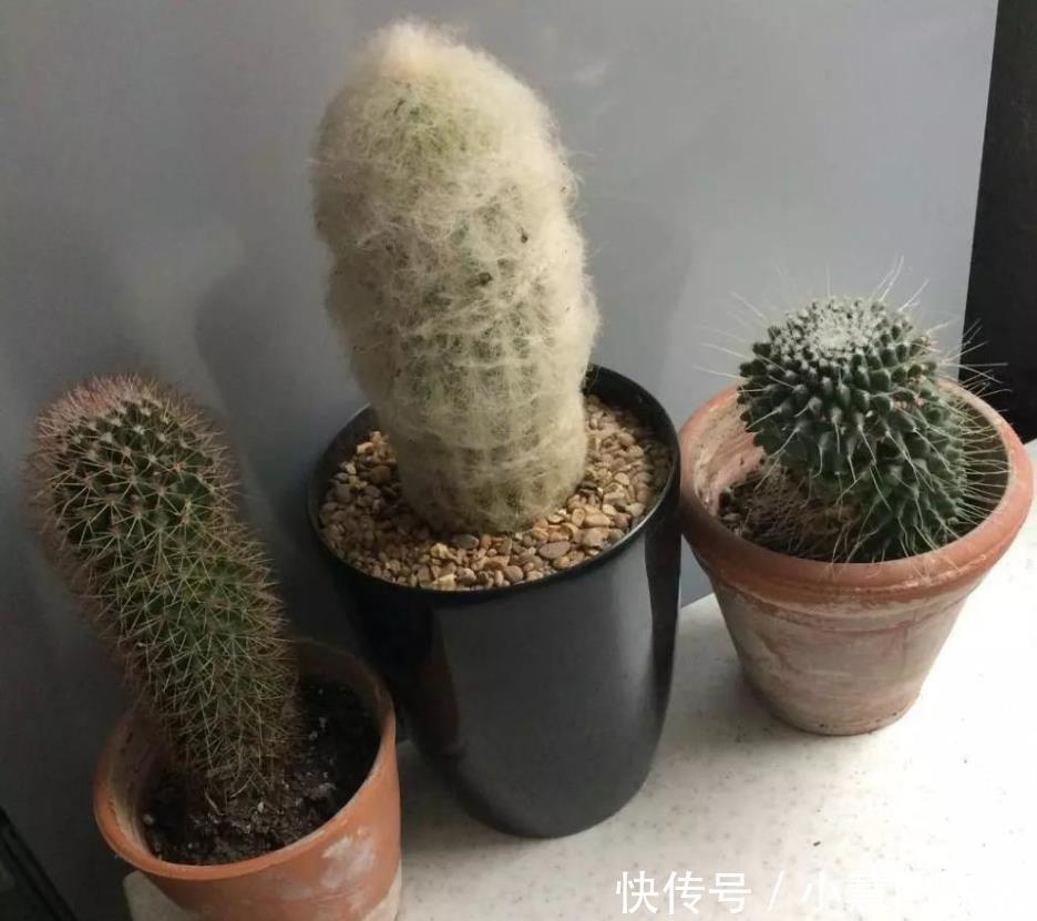 这10种盆栽植物特别适合种在家里，能够舒缓压力、净化空气