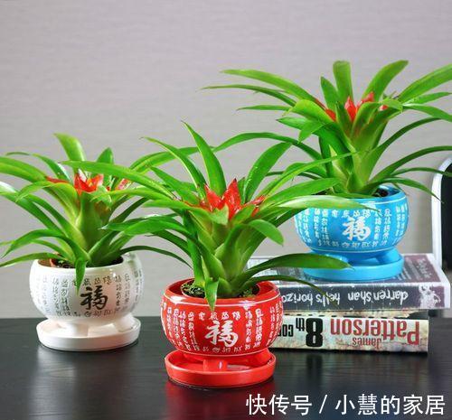 公认的“12种耐阴花”，有点散光就能长，花叶俱美有格调