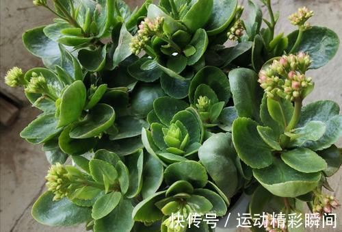 养护|你知道长寿花长花苞后该怎么养护吗