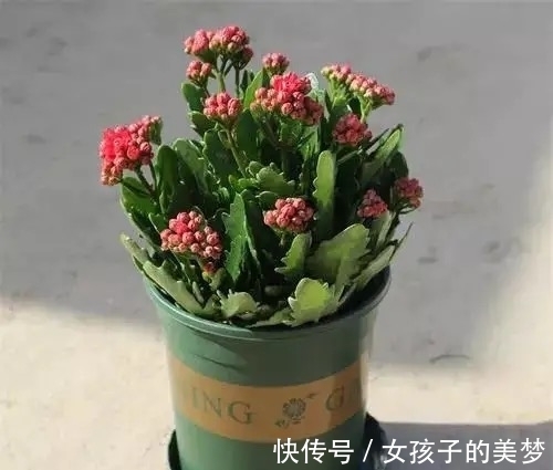 长寿花|长寿花有点“怪”,施点“餐桌料”,叶绿花又美,特别漂亮