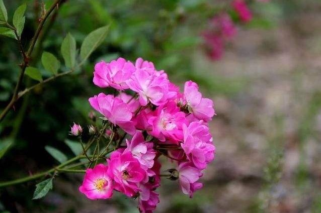 蔷薇花刚开就谢2个 “误区”搞明白，花苞蹭蹭冒，全年都能赏花