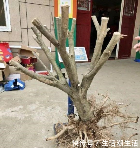 50年的桂花树，卖了5万块钱，大家觉得值吗！