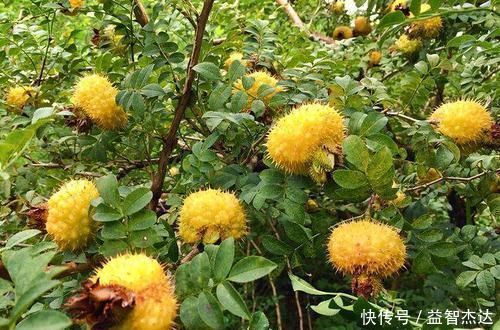 风流果|农村罕见的三种野果,小时候天天吃,你吃过几种?