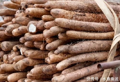根须|买山药,挑粗的还是细的?学会这3招,优质山药轻松拿下!