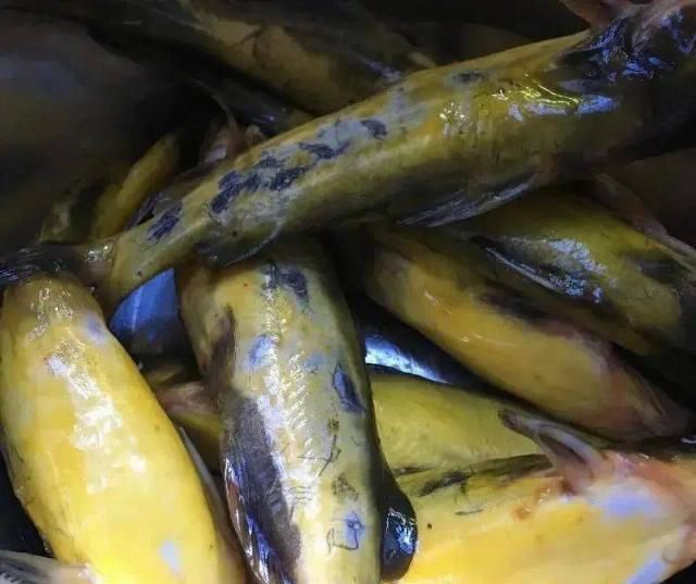 黄辣丁鱼怎么做才好吃教你一招家常做法,绝对香辣过瘾