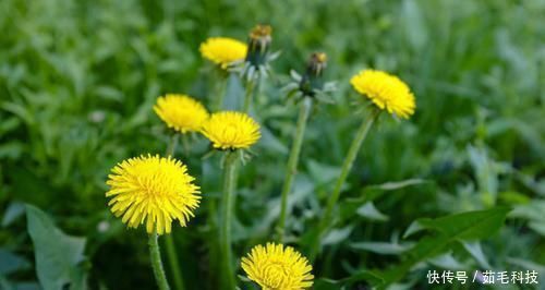 白开水|它是高血糖的“克星”,白开水里撒一把,慢慢赶走糖尿病!