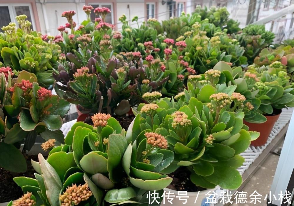 大花球|九月长寿花，死记硬背“3步骤”，侧枝多，蹭蹭爆成大花球