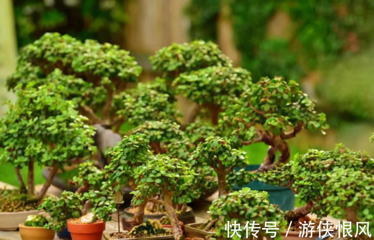 有机肥|金枝玉叶有6怕,难怪叶片哗哗掉,避开枝叶紧凑,二三年成老桩