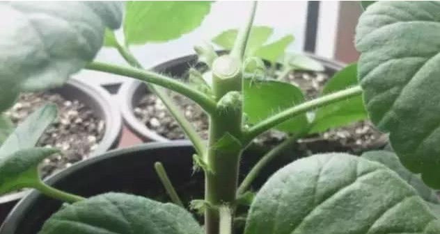 天竺葵如何养爆盆教你1招，花苞嗖嗖冒，轻松开成大花球！