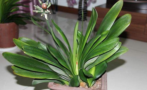 换盆|给君子兰换盆时,底肥不要乱加,会影响到正常的生长发育