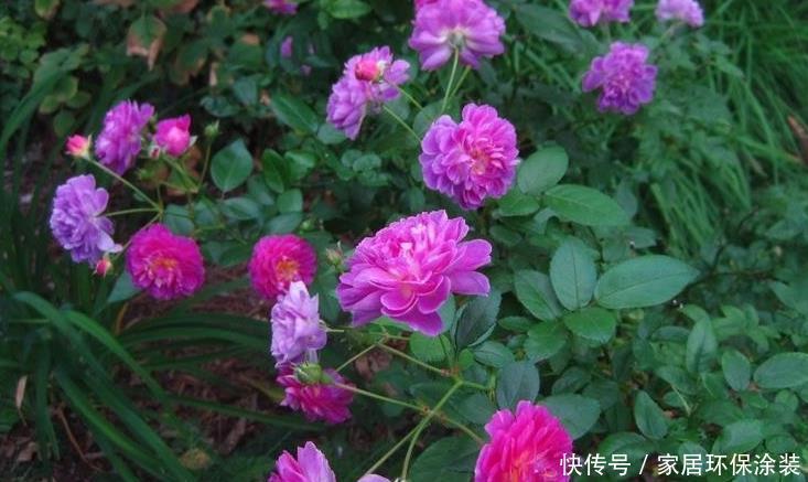 20款紫色月季品种。浓香、抗病非常好养,天然紫色唯美盛开