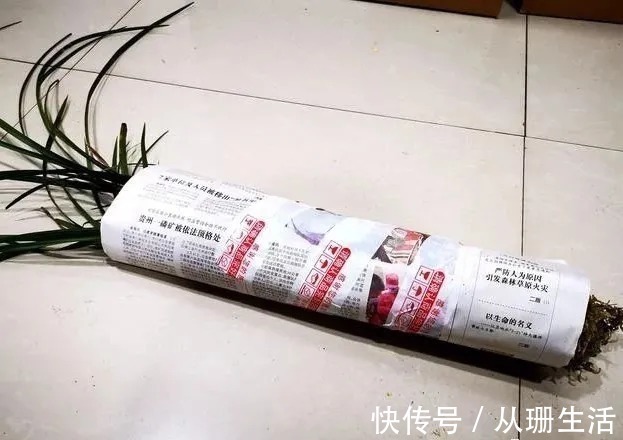 脱水|网购的兰花叶子脱水怎么办?两个细节决定成活率,操作很简单