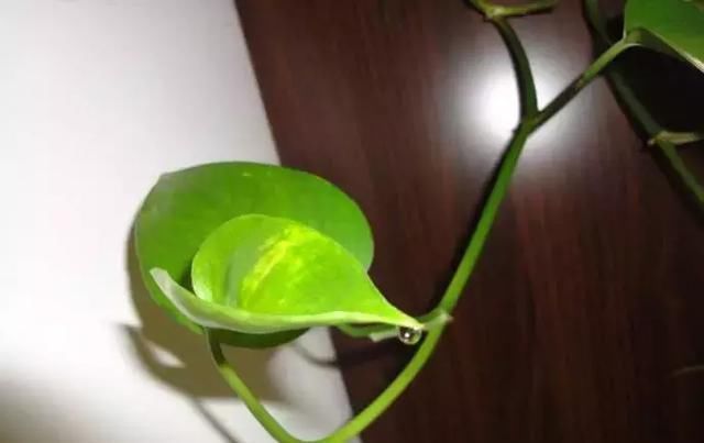 婆婆告诉我绿萝必须这样养,叶子能滴水,很快爆盆