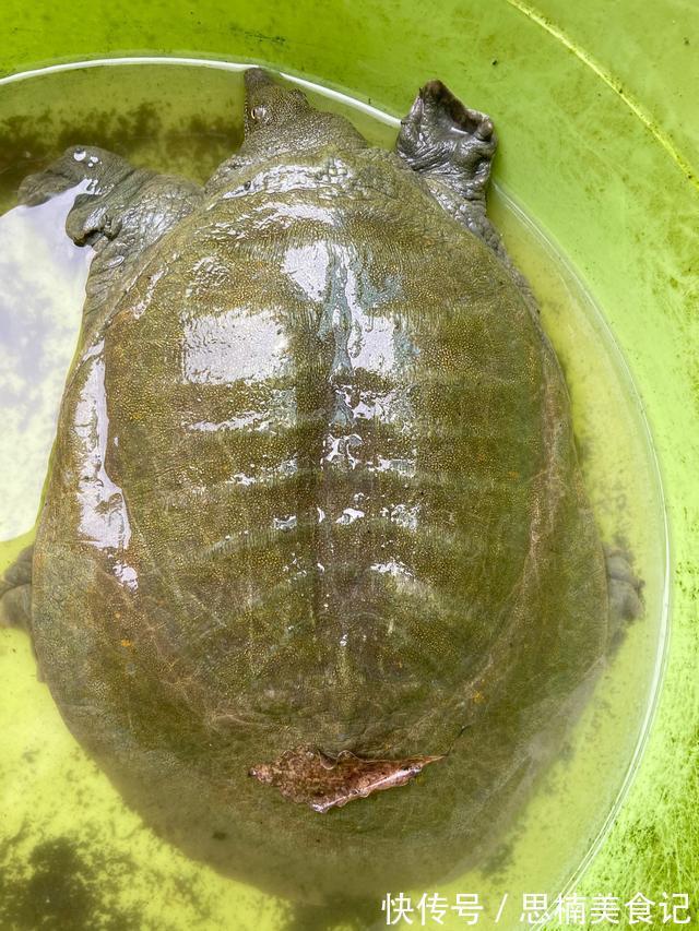 养殖|上海淀山湖,雨中有大甲鱼爬上岸,被钓鱼人捉住,钓鱼人:沉得很