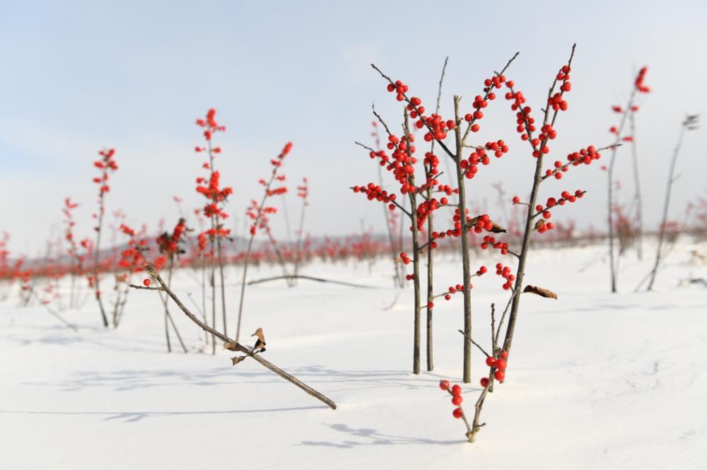 瑞雪来临，福至南海