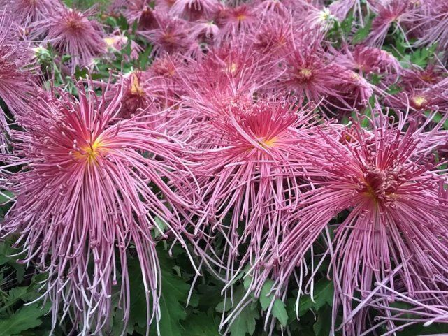 喜欢菊花，就养盆“珍稀名菊”情剑歌人，似窈窕美人，绚丽多姿